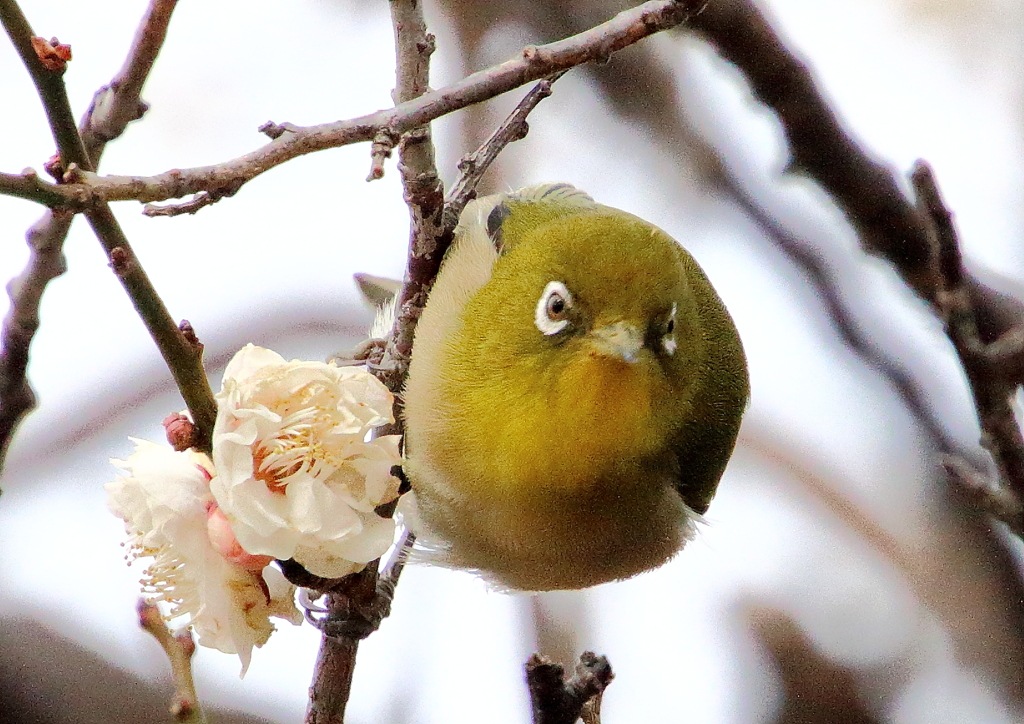 睨むメジロ