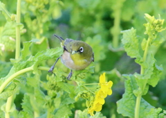 メジロと菜の花