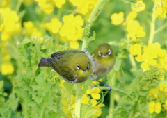 仲良し