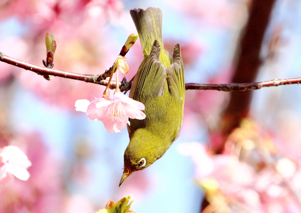 メジロと河津桜