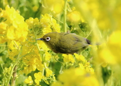 メジロと菜の花