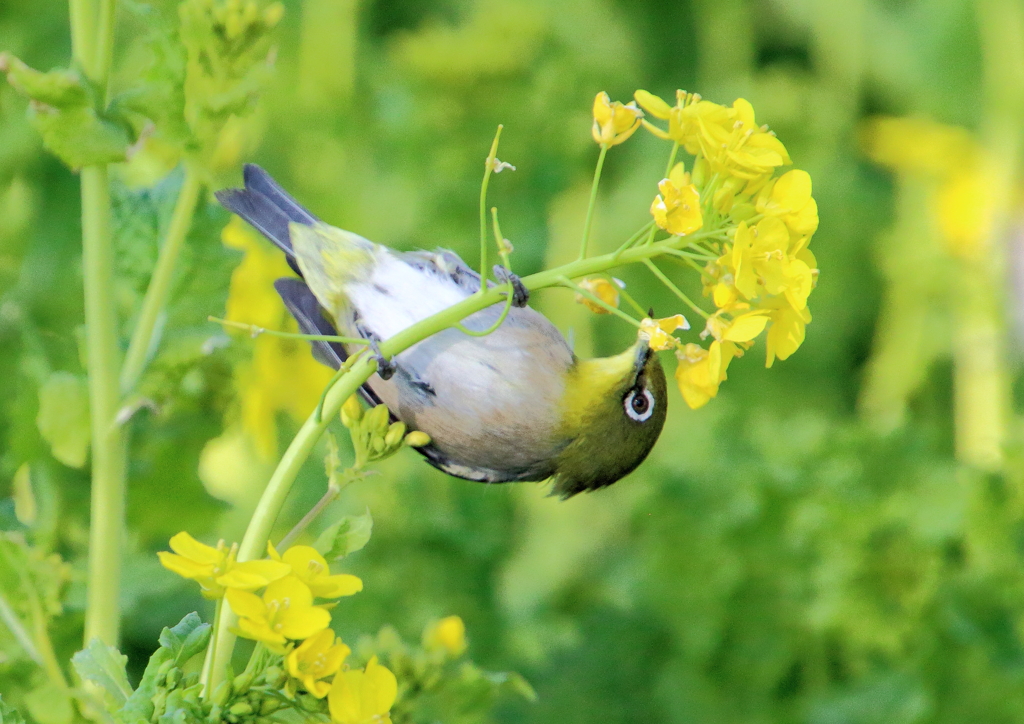 菜の花とメジロ