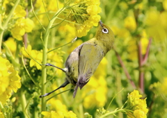 メジロと菜の花