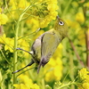 メジロと菜の花