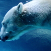 ホッキョクグマのダイビング