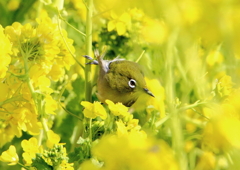 メジロと菜の花