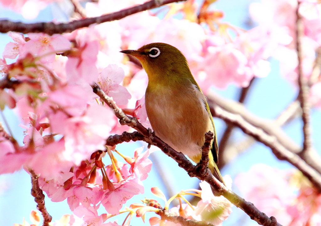 メジロと河津桜