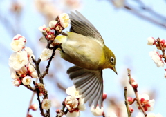 メジロ飛ぶ