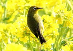 メジロと菜の花