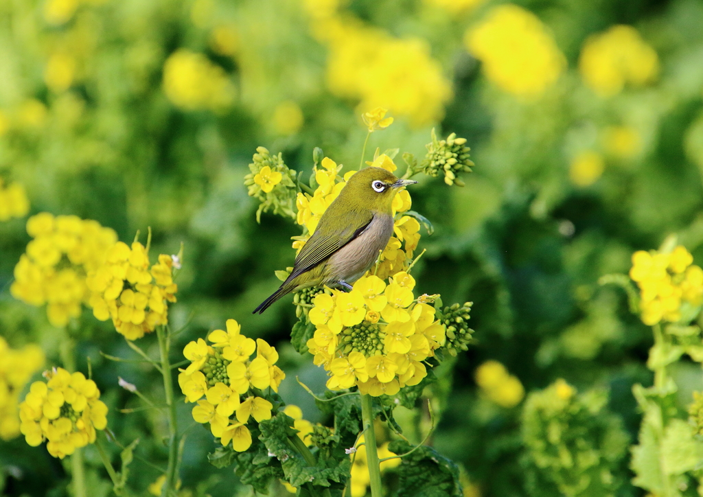 菜の花とメジロ