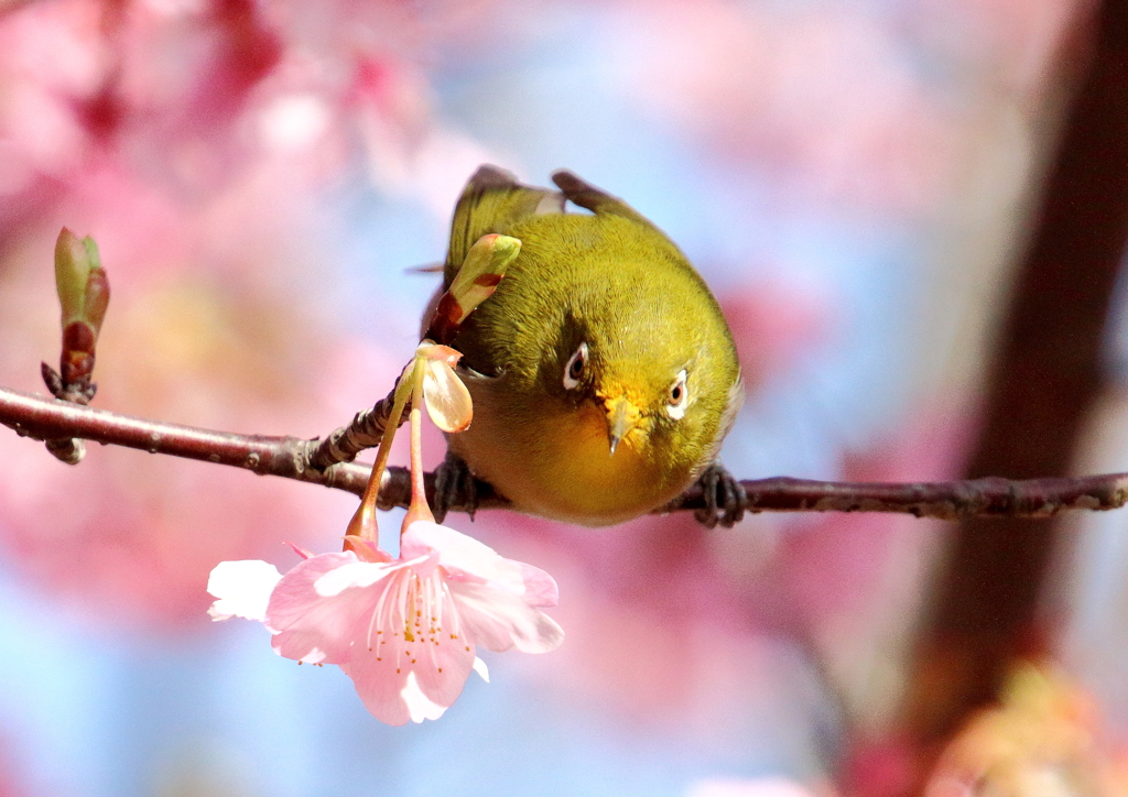 メジロと河津桜