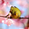 メジロと河津桜