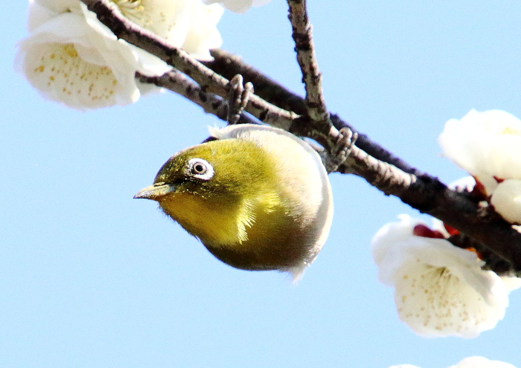 野鳥…メジロ