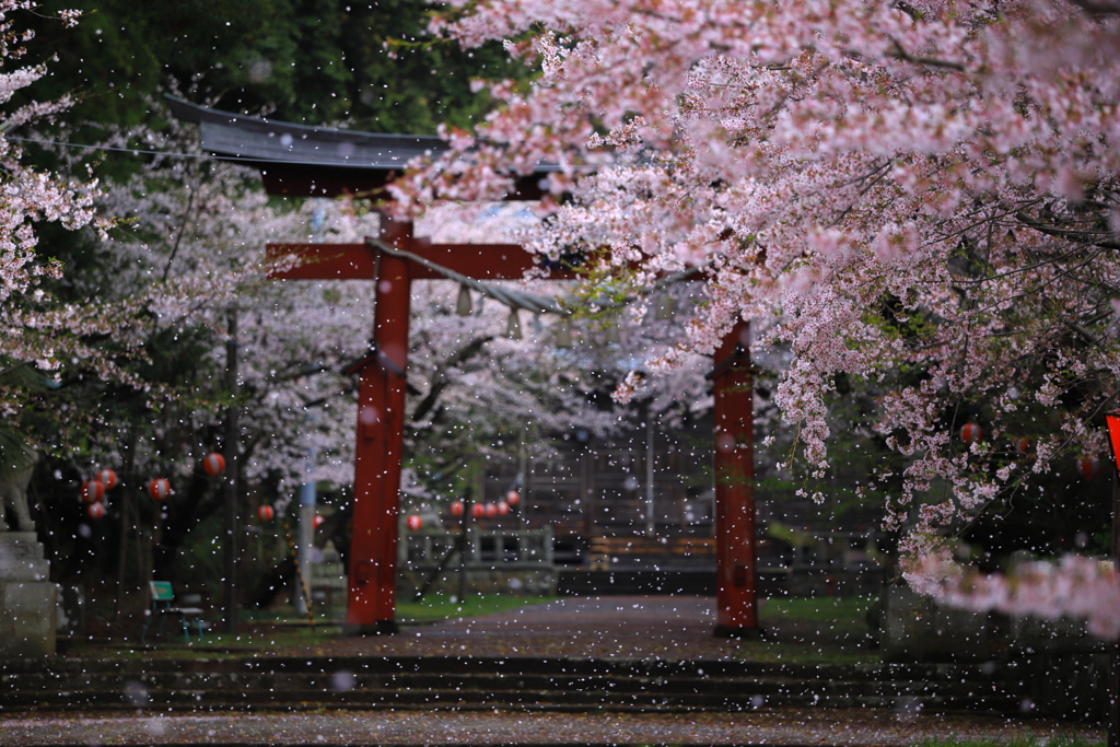 【過去写】金井新保八幡宮の桜②