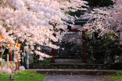 【過去写】金井新保八幡宮の桜①