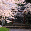 【過去写】金井新保八幡宮の桜①