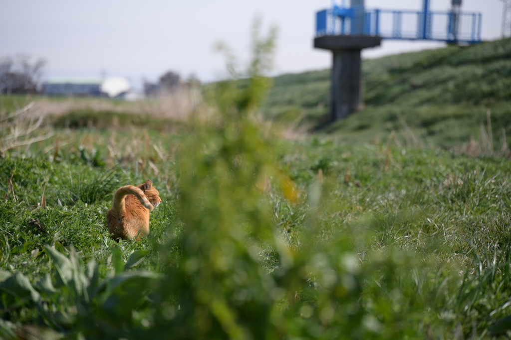 河川敷にゃんこ