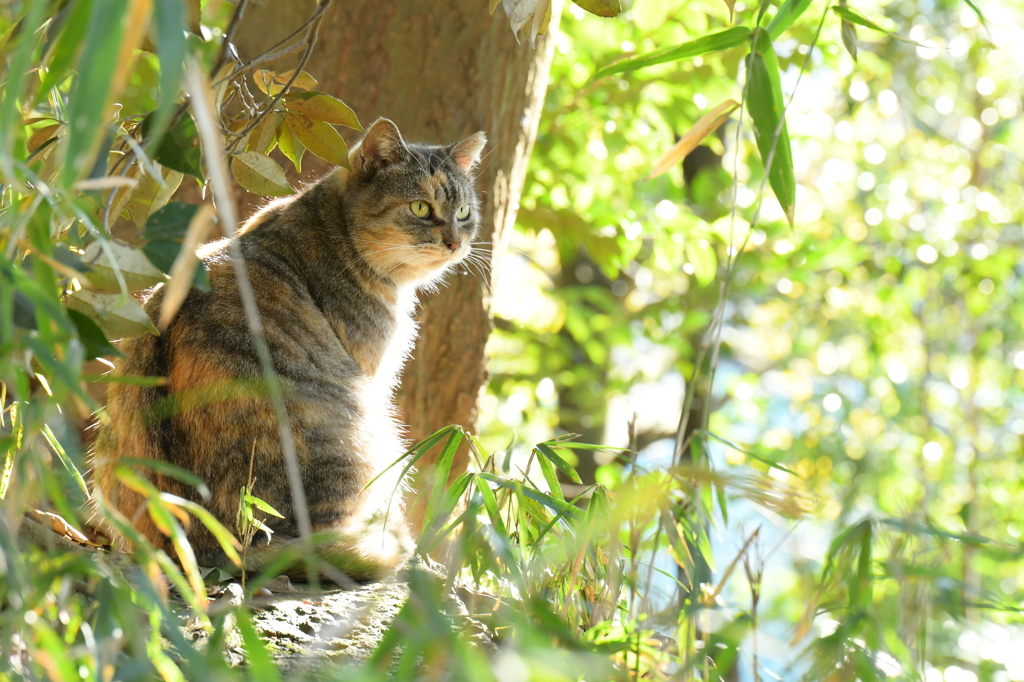 林の中のちゃんねこ