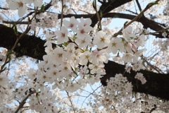 桜_03