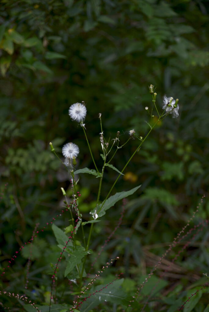 _DSC2471_00001