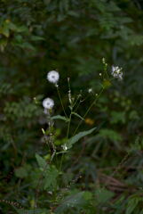 _DSC2471_00001