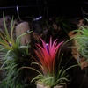 ionantha