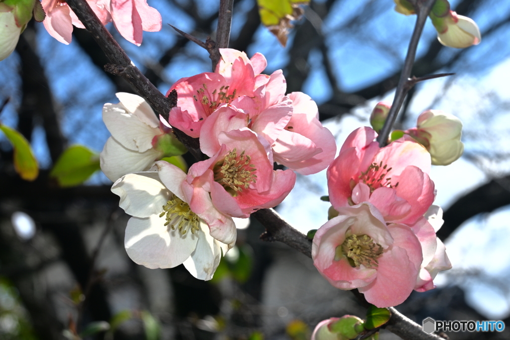春の訪れ ~梅の花~