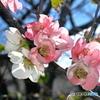 春の訪れ ~梅の花~