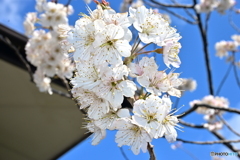 春の訪れ ~桜の花~
