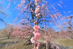 おじゃまします