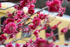 安野花の駅公園　梅