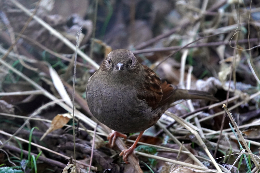 カヤクグリ
