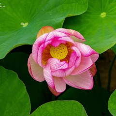 蓮の花