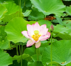 蓮の花