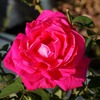 薔薇
