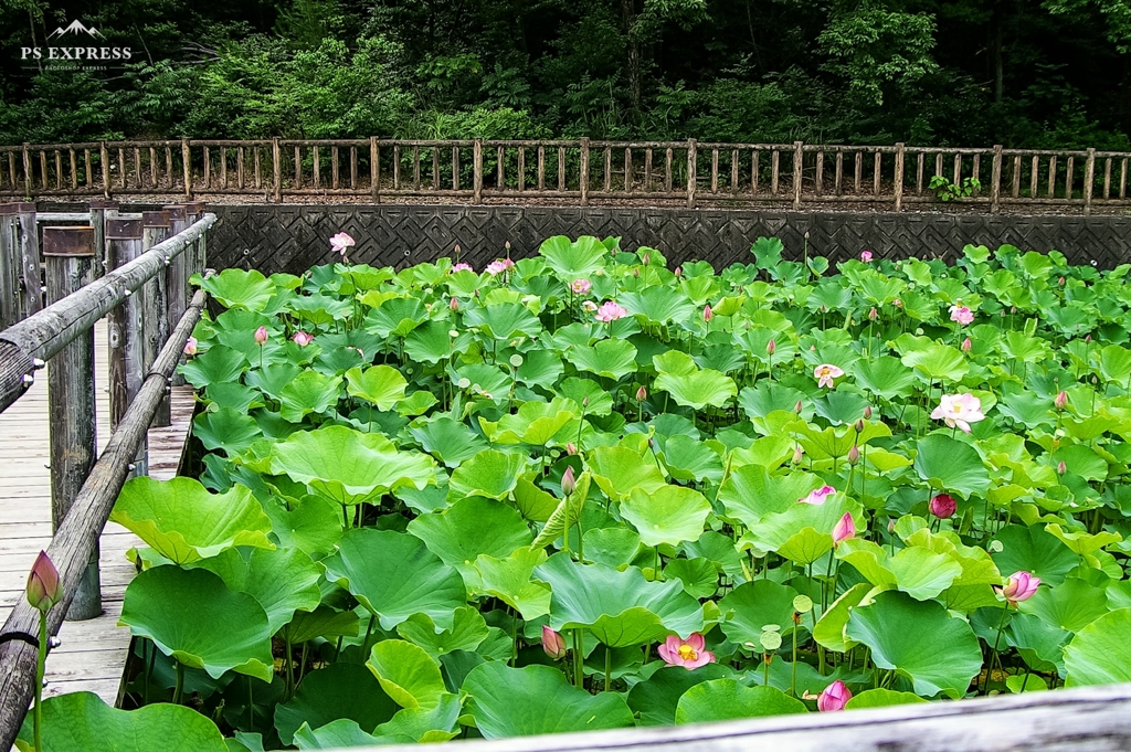 蓮池公園