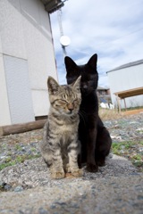 相島の猫