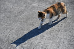 青島の猫 2019.01.03