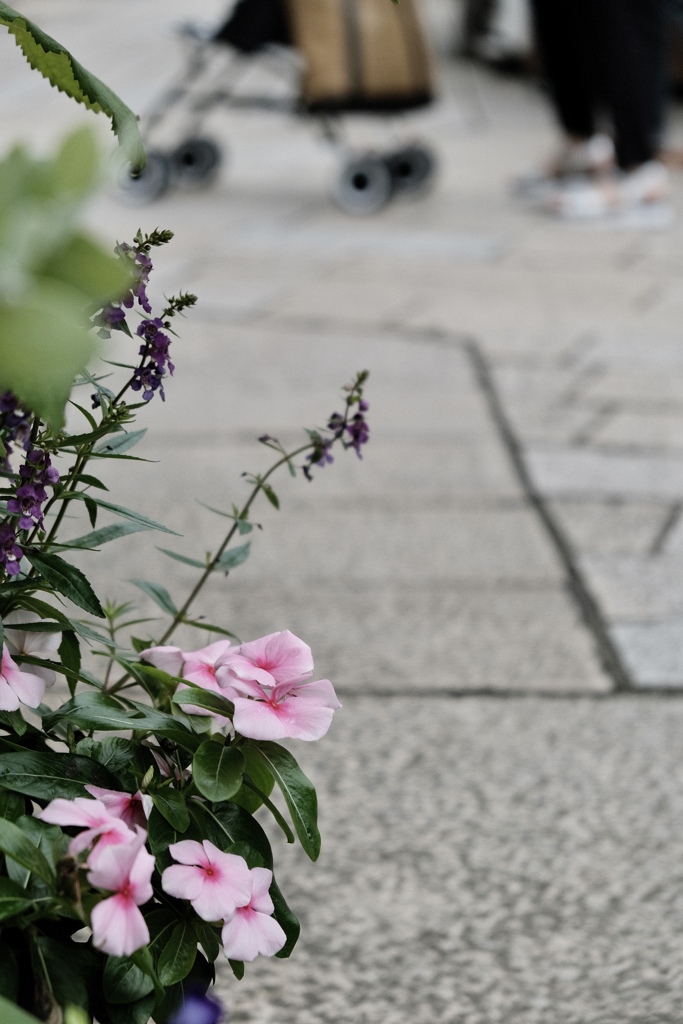 路地