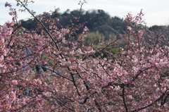 咲き始めの河津桜