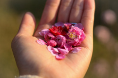 散った後も愛おしい