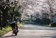 日本平桜並木