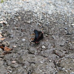 カラスアゲハ