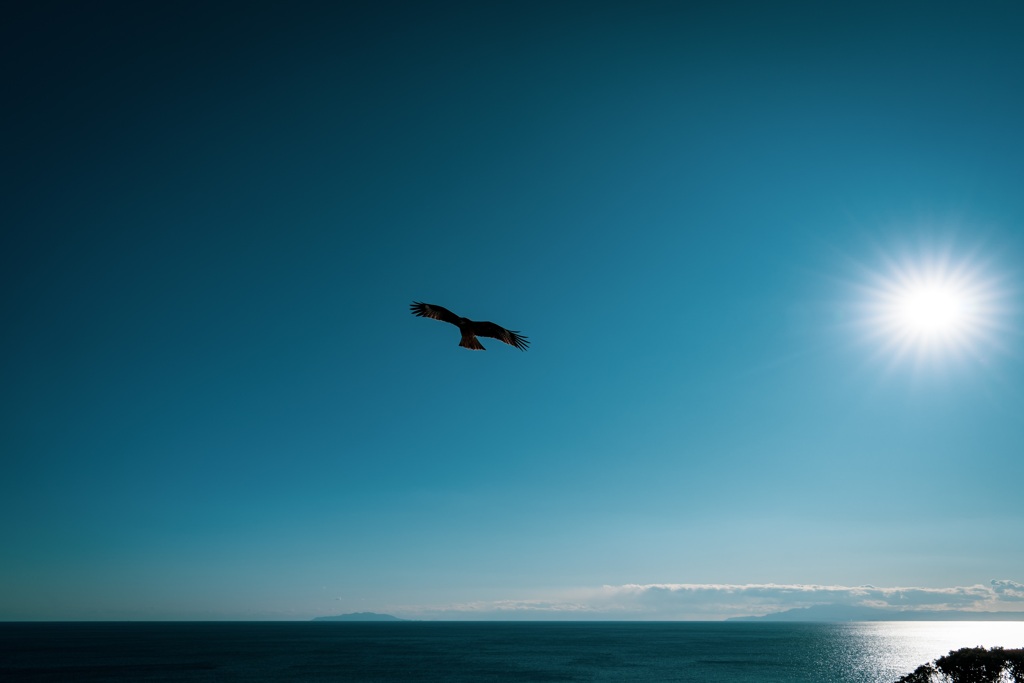 江の島のトンビ