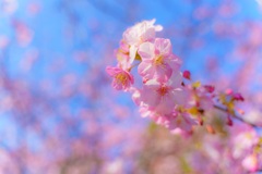 早咲きの桜