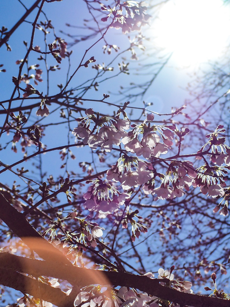 逆光桜