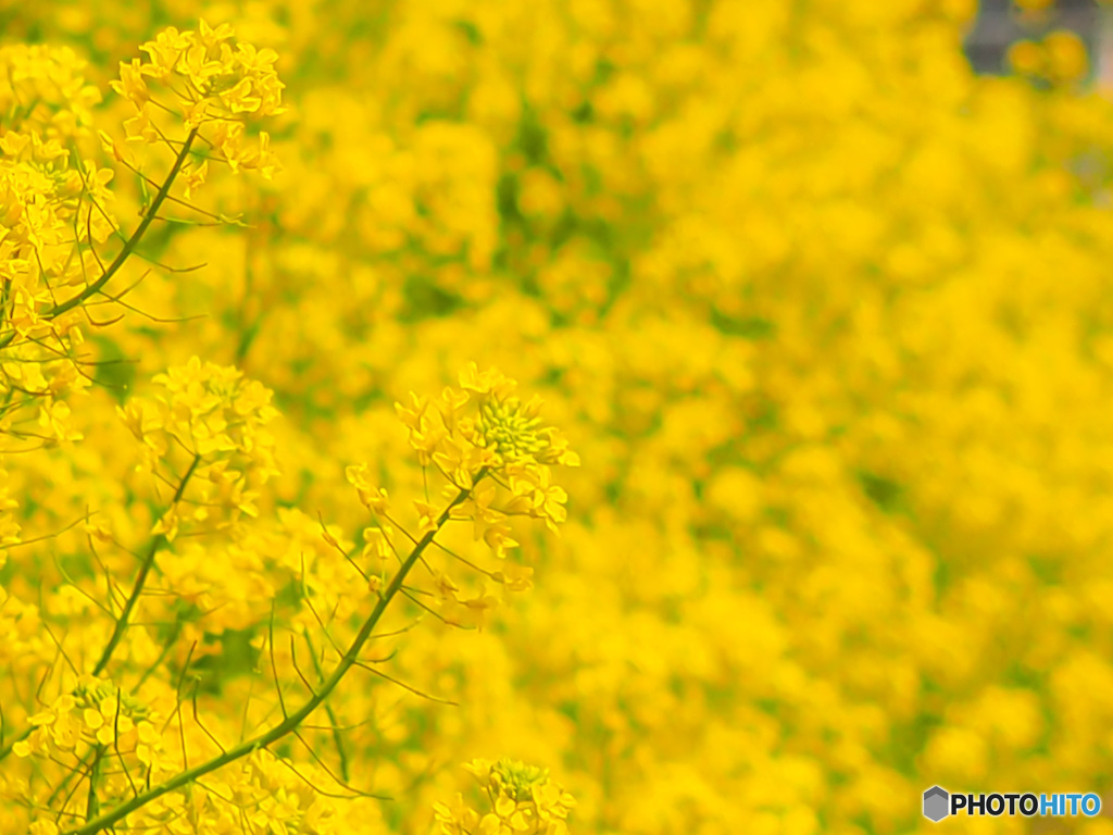 菜の花