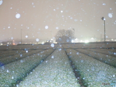 初雪⑤