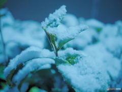 お茶の葉の雪