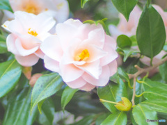白椿